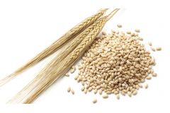 Пшеница несоложеная отборная 1кг